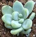 راهنمای نگهداری و پرورش گل و گیاهان زینتی - ساق عروس